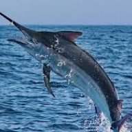 Swordfish