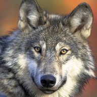 Atlantic Wolf