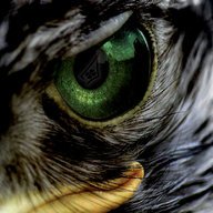 Green Eyed Eagle