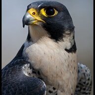 Hawkfalcon