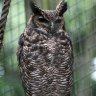 Owl of Abott