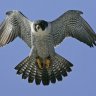 falcon111