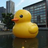 Rubber-duck