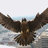 Eagle_Nest