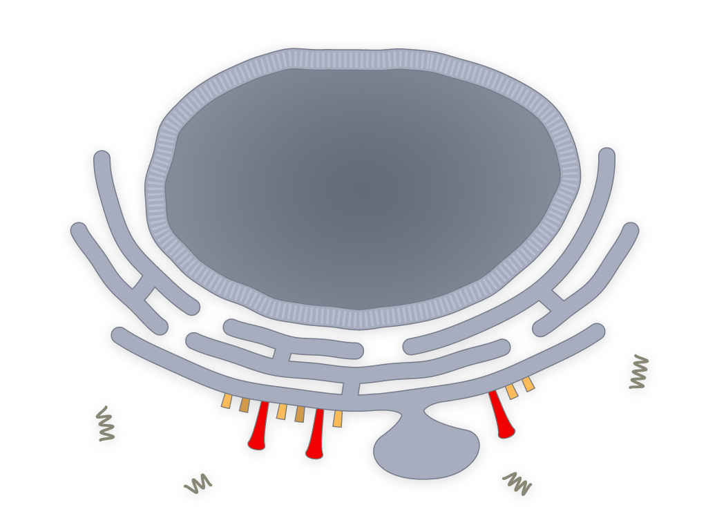 covid-replication.png