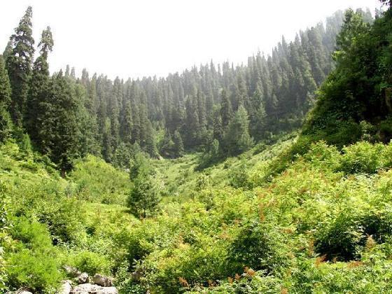 Lush_Green_Nathiagali-Nathia_Gali.jpg