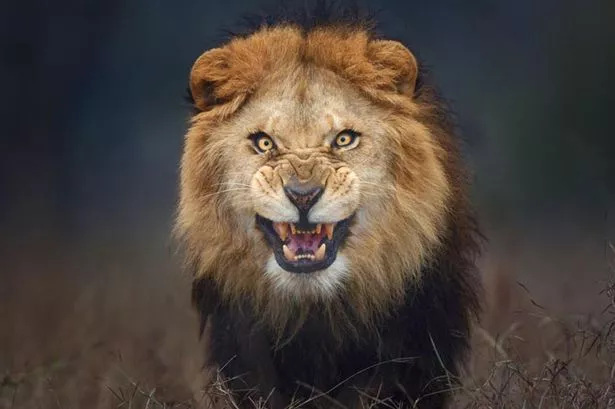 lion-main.jpg