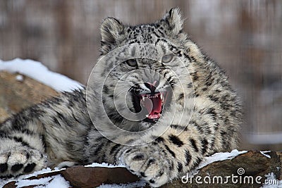 snow-leopard-5172283.jpg