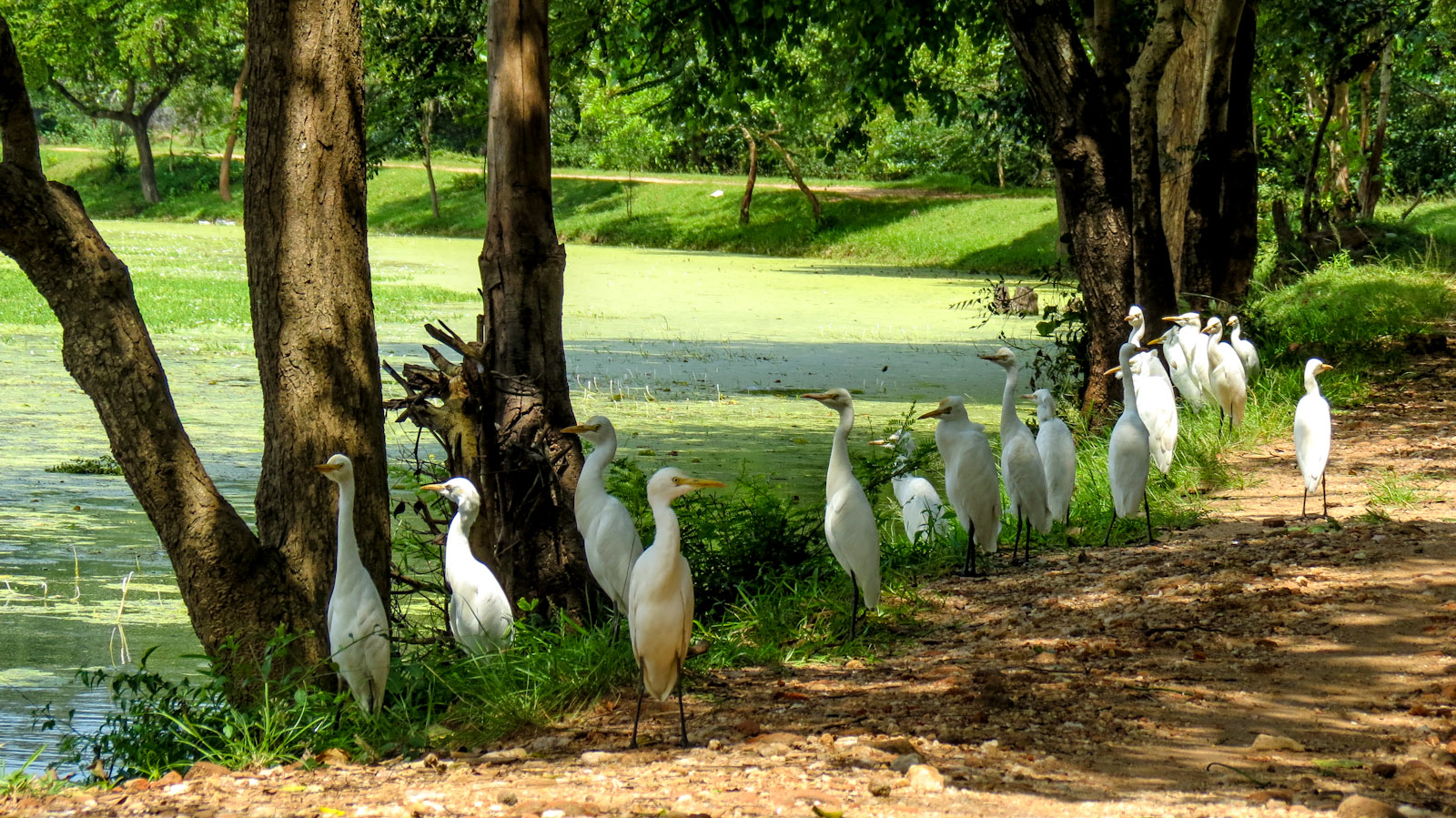 herons-at-lake-polonnaruwa.jpg