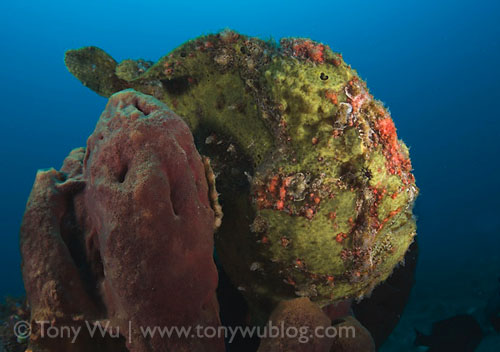 frogfish.jpg