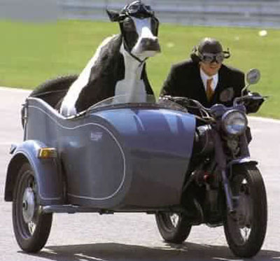 cow_motorcycle.jpg