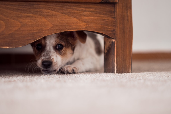 A-scared-dog-hiding-under-the-bed.jpg