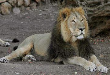 asiatic-lion_9.jpg