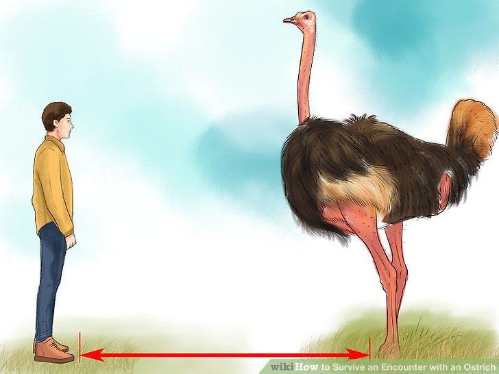 aid181266-v4-728px-Survive-an-Encounter-with-an-Ostrich-Step-12.jpg