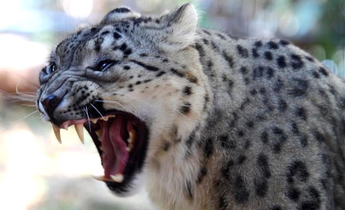 snow-leopard.jpg