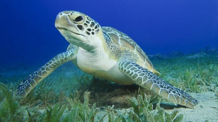 green-sea-turtle-dbbc12e4-771e-4d8f-bf8b-bb516839cef-resize-750.jpeg