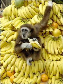 monkey-heaven.jpg