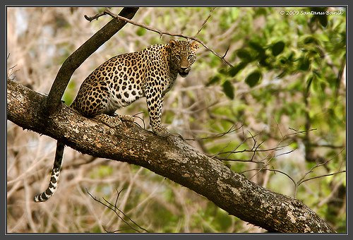 Indian-Leopard-Kanha-National-Park.jpg