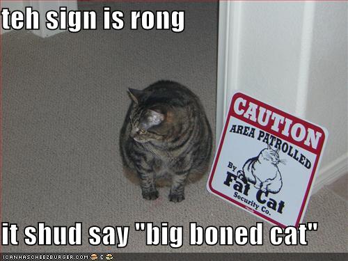 big+boned+cat.jpg