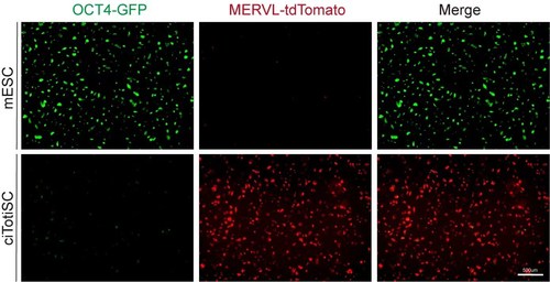 Chemically induced ciTotiSC from mESC (OCT4-green fluorescence-labeled pluripotent stem cells and MERVL-red fluorescence-labeled totipotent stem cells)