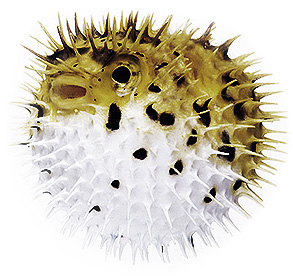 fugu_fish.jpg