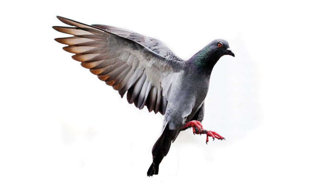 845310-pigeon-2.jpg
