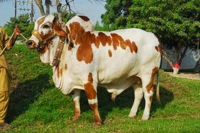 Qurbani+Cow+is+Waiting+for+the+BUyer+in+Bakra+Mandi+2013-773003.jpg