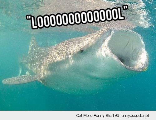 funny-lol-laughing-basking-shark-whale-pics.jpg