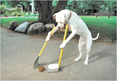 Dog-Cleaning-Poop.jpg