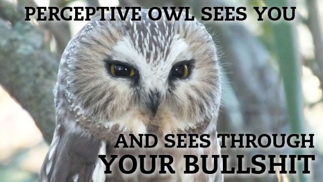 Hilariously-Adorable-Owl-Memes-3-658x370.jpg