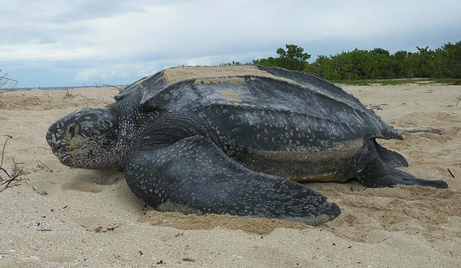 Leatherback-turtle-Claudia-Lombard-USFWS.jpg