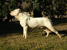 220px-Dogue_argentin.JPG