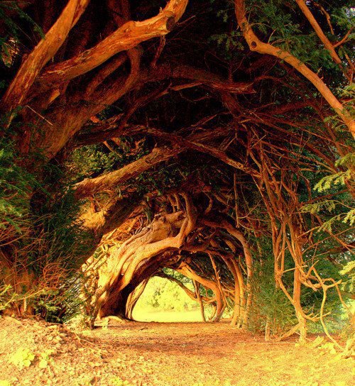 1000-Year-Old-Yew-Tree-West-Wales.jpg