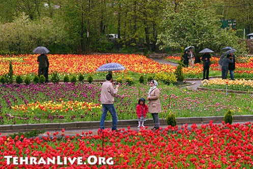 tulips_garden_16.jpg