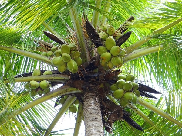 Tender-Coconuts..jpg