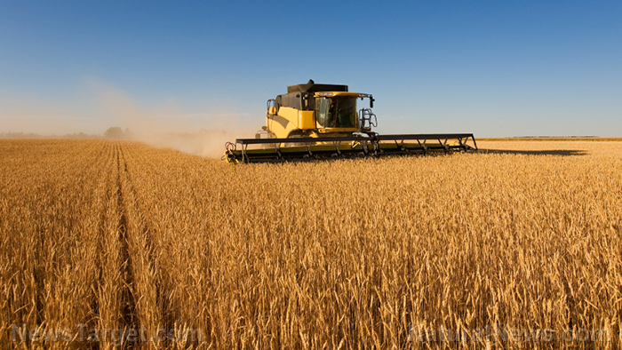 Satellite images show wheat crops all over the world are FAILING – except in Russia and China