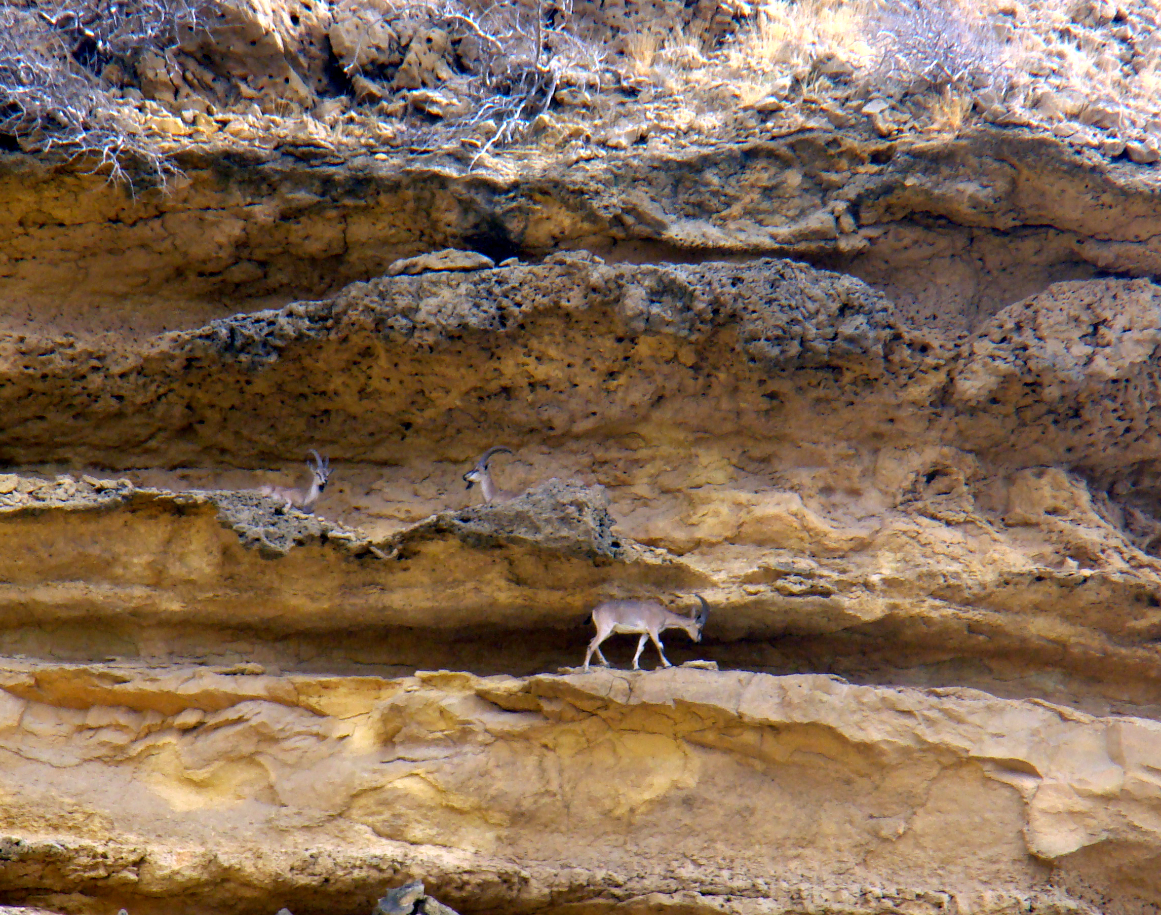 Blackbuck1-Kirthar_National_Park.jpg