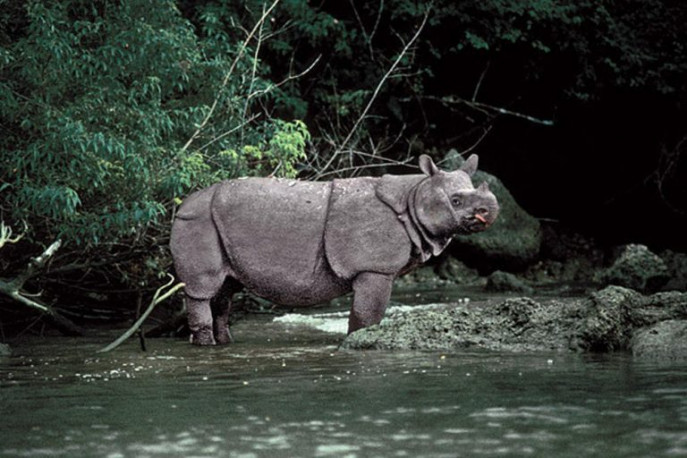 Javan Rhinoceros. Photo: Collected