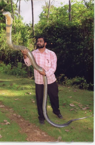 king-cobra-india.jpg