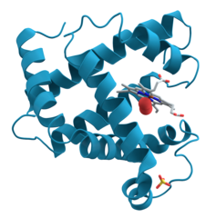 237px-Myoglobin.png