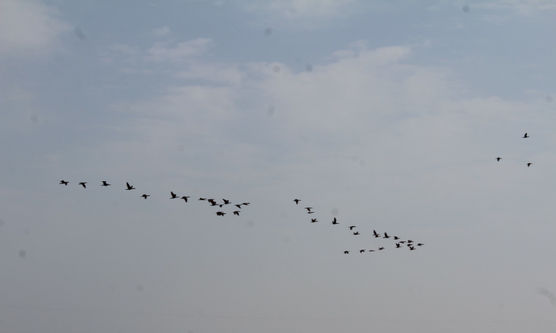 Birds flying over the lake; Abu Bakr Sheikh