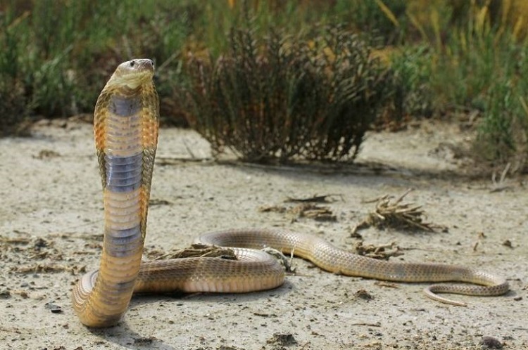 Asiatic-Cobra.jpg