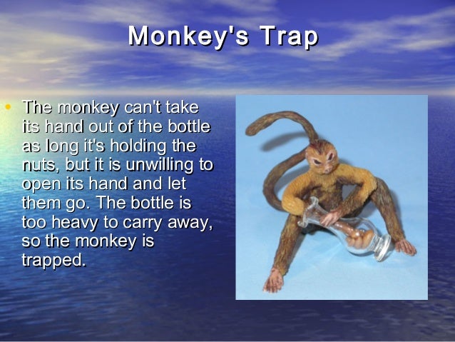 monkeys-trap-4-638.jpg