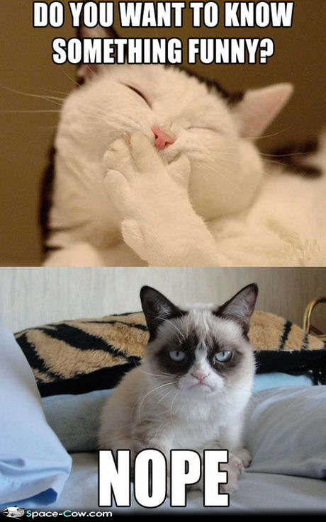 The-funny-and-the-grumpy-cat-funny-animals.jpg