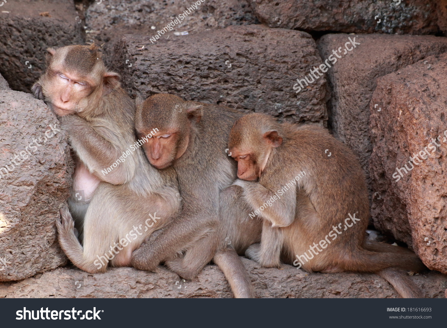 stock-photo--monkeys-sleeping-181616693.jpg