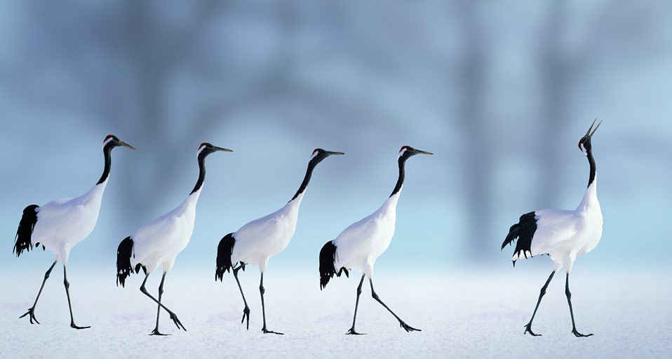 red-crowned_cranes_20120218.jpg