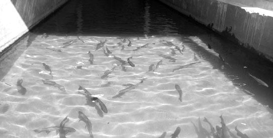 trout-fish-farm-swat1.jpg