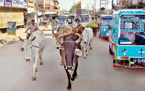 cows-on-road-hyderabad-pakistan.jpg