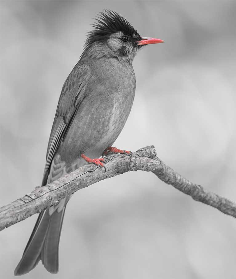 BlackBulbul.jpg