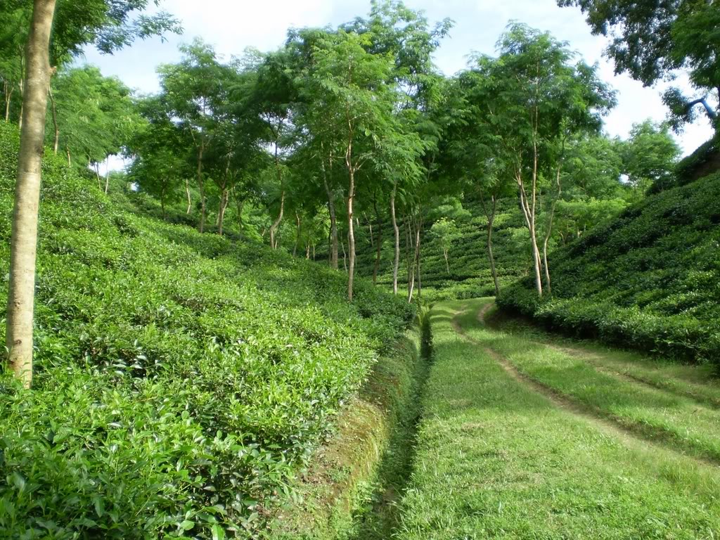 teagarden35.jpg